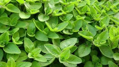 فوائد البردقوش