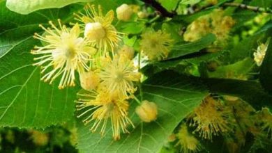 فوائد التليو