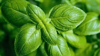 فوائد الريحان