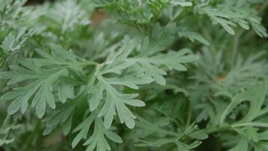 فوائد الشيح