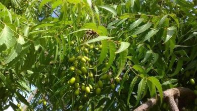 شجرة النيم.. فوائد وعلاجات مذهلة في صيدلية القرية