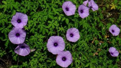 فوائد نبات ست الحسن وآثاره الجانبية