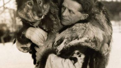 رحلة الكلب توجو.. كيف أنقذ الحيوان حياة الإنسان من العدوى القاتلة؟