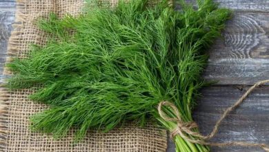 فوائد الشبت