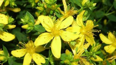 عشبة القديسين