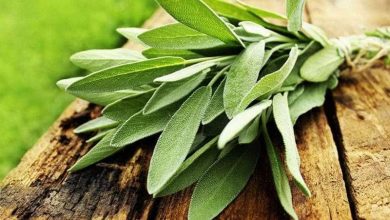 فوائد عشبة القطف المذهلة وطرق استعمالها