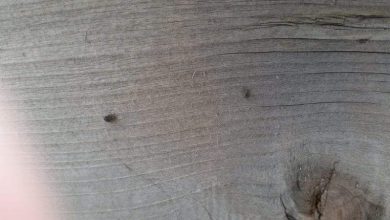 سوس الخشب.. علامات تكشف عنه وطرق للتخلص منه