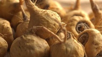 جذور الماكا.. الفوائد والآثار الجانبية