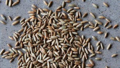 تطهير البشرة وتقوية الشعر.. أبرز فوائد حبوب الجاودار