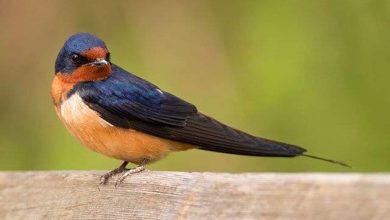 طائر السنونو.. أنواعه وأماكن تواجده