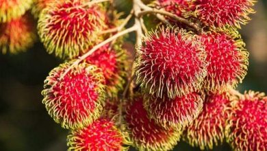 تنظيف الكلى.. وفوائد فاكهة الرامبوتان المذهلة