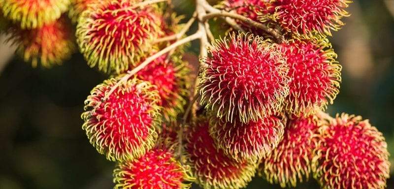 تنظيف الكلى.. وفوائد فاكهة الرامبوتان المذهلة