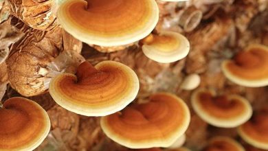 تحسين وظائف الكبد.. وفوائد فطر الريشي المذهلة