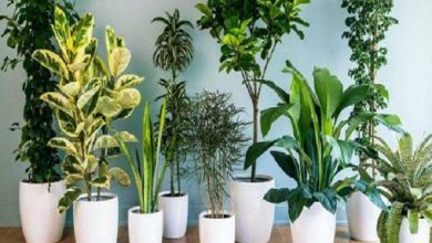 العنكبوت والتين الزاحف.. و10 نباتات منزلية لا تحتاج للشمس