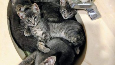 أروع صور الحيوانات الأليفة التي تذيب القلوب