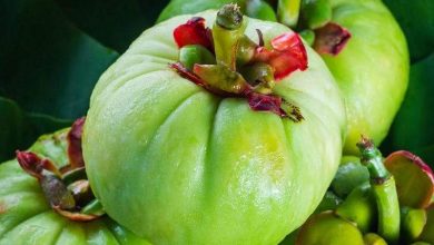 جارسينيا كامبوجيا