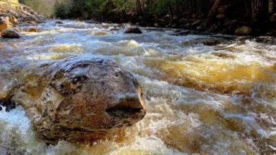 صور مفاجئة.. فقط إن نظرت إليها بتركيز