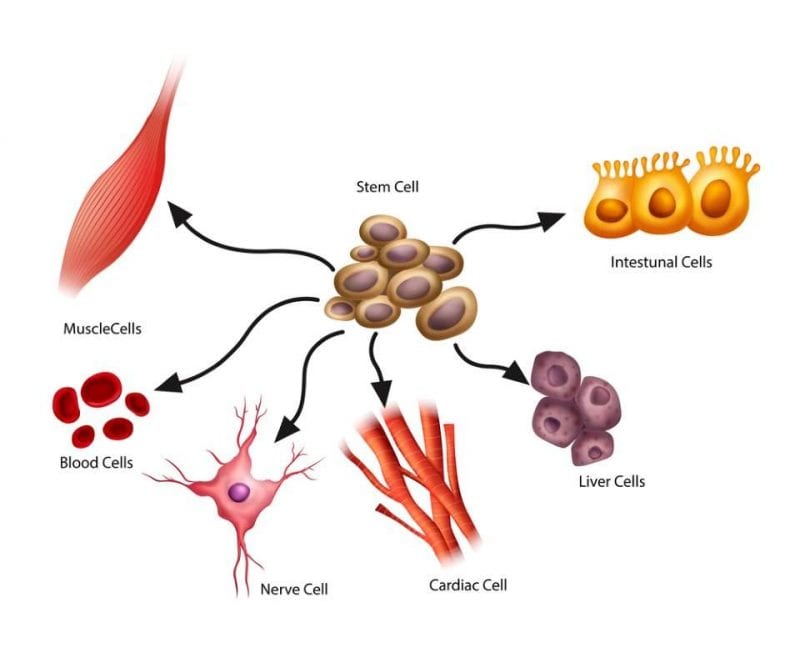الخلايا الجذعية