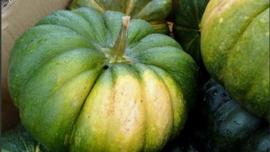 القرع الأخضر.. وفوائد متعددة لمن يتناوله باعتدال
