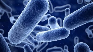 البكتيريا النافعة.. كيف تفيد الجسم بشتى الطرق؟
