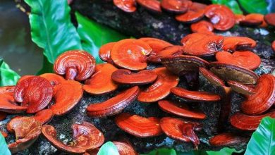 الفطر الريشي.. فوائد متعددة وآثار جانبية يحذر منها