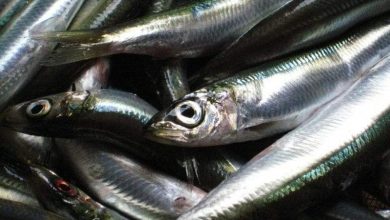 من القلب للمخ للبشرة.. فوائد سمك السردين المتنوعة