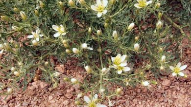 الحرمل.. بين فوائد وأضرار نبات غامض