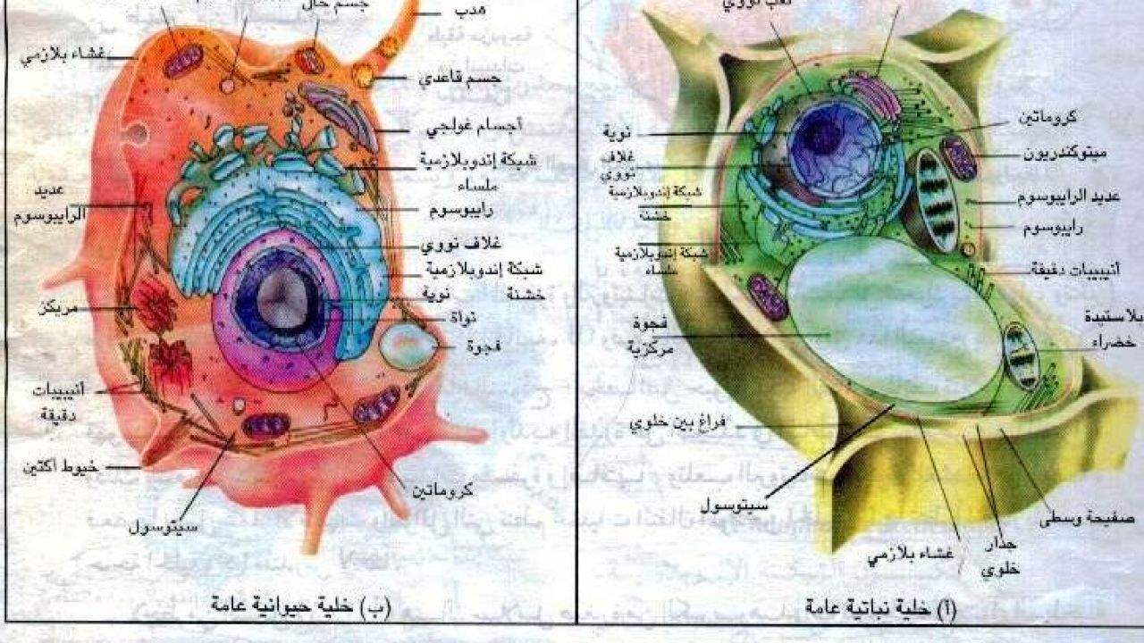 الفرق بين الخلايا الحيوانية والخلايا النباتية 