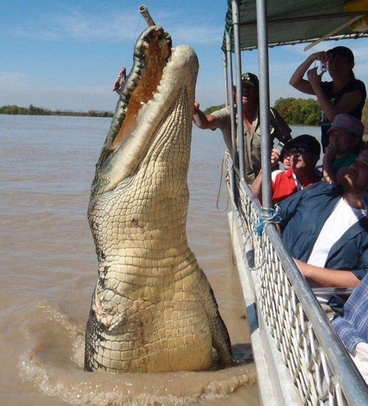 صور حيوانات عملاقة.. أصابت من شاهدها بالدهشة