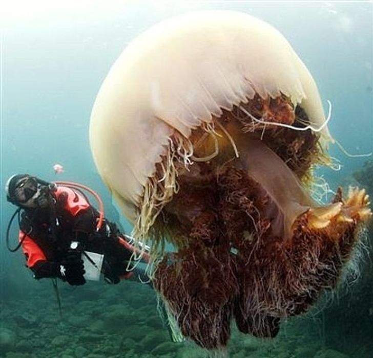 صور حيوانات عملاقة.. أصابت من شاهدها بالدهشة