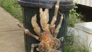 صور حيوانات عملاقة.. أصابت من شاهدها بالدهشة