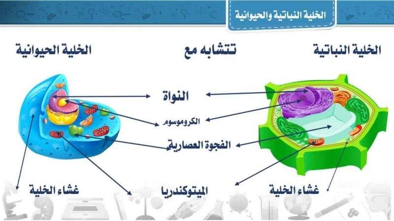 الحيوانية توجد الخلية الخضراء البلاستيدات في البلاستيدات الخضراء