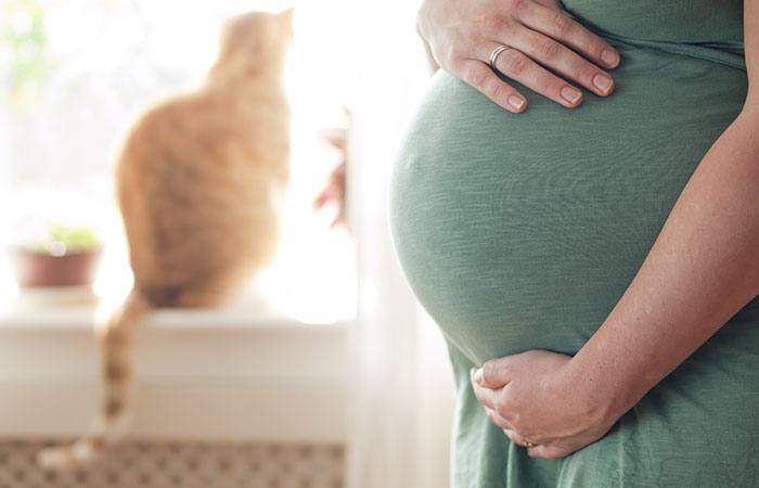 كيف يتسبب داء القطط بإجهاض الجنين وما أهم طرق الوقاية منه؟