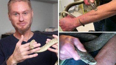 كيف قاوم رجلا لدغات الثعابين أملا في اكتشاف المصل؟