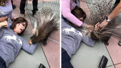 صور كوميدية لكنها تكشف عن ملامح يوم سيئ