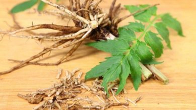 عشبة الناردين.. وسيلة ممكنة لتجنب القلق والاكتئاب والأرق