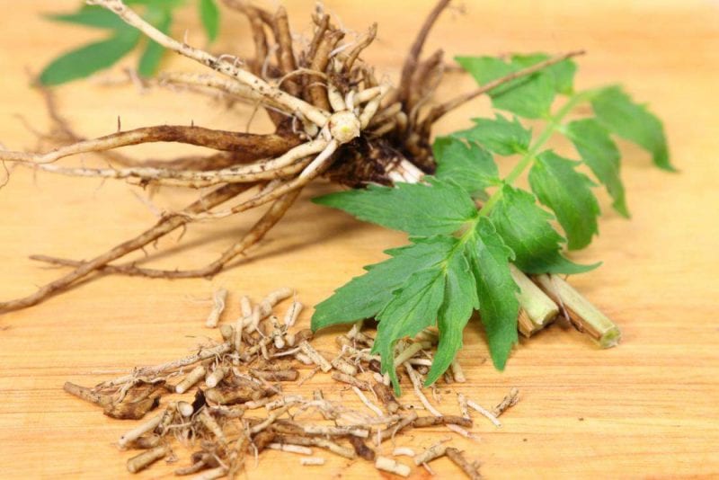 عشبة الناردين.. وسيلة ممكنة لتجنب القلق والاكتئاب والأرق
