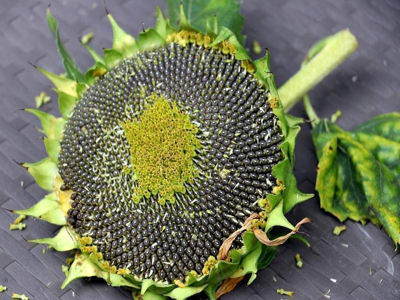 فوائد اللب السوري وأضراره فوائد اللب السورى لصحة القلب