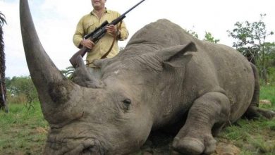 أضرار الصيد الجائر.. كيف تهدد الحيوانات والبشر أيضا؟