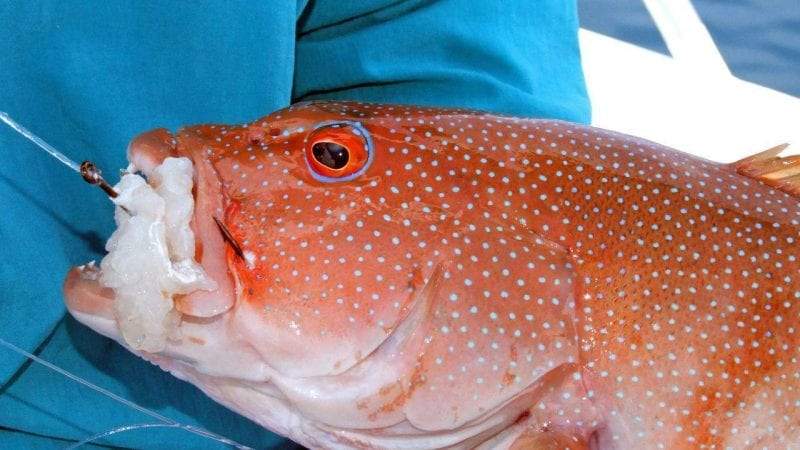 سمك الناجل.. السلمون المرقط متعدد الفوائد الصحية