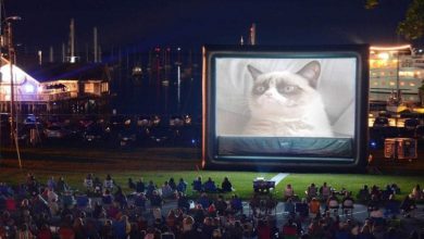 كيف تبدو مشاهدة القطط عبر الإنترنت مفيدة لنا جميعا؟