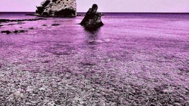 «جزيرة ينجيلاب».. والعاصفة التي أصابت كل سكانها بعمى الألوان