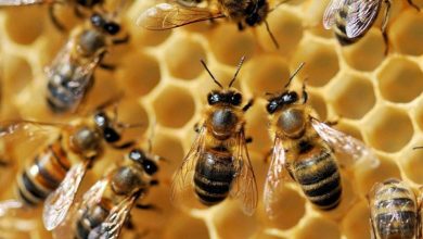 "انقراض النحل.. وما علاقته بموت البشر؟ "