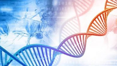 كيف تتحكم الجينات في بقاء الإنسان نحيفا طوال حياته؟