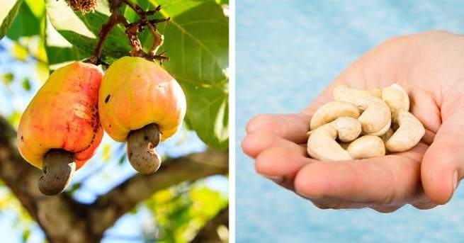 سائل العلكة وثمرة الكولا.. وكيف تبدو أشهر المنتجات قبل أن تصل إلينا؟ كيف تبدو أشهر المنتجات قبل أن تصل إلينا؟