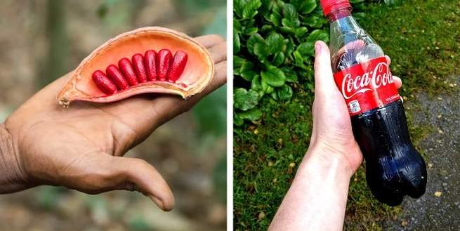 سائل العلكة وثمرة الكولا.. وكيف تبدو أشهر المنتجات قبل أن تصل إلينا؟ كيف تبدو أشهر المنتجات قبل أن تصل إلينا؟