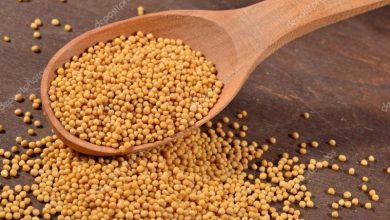 فوائد الخردل الأبيض الصحية وآثاره الجانبية