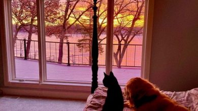 20 صورة ملهمة تساعد على خفض التوتر