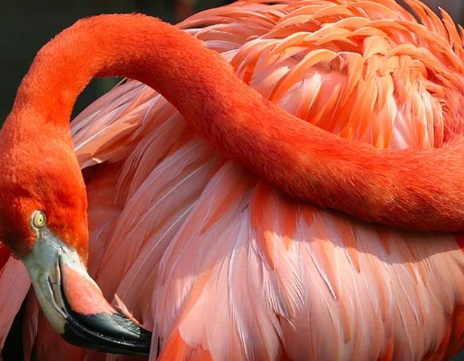 صور مفاجئة.. كيف تبدو صغار الحيوانات مختلفة عن المتوقع؟