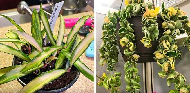 6 نباتات منزلية تحسن رائحة البيت بنجاح
